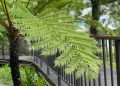筆筒樹 - 台灣蕨 taiwanferns